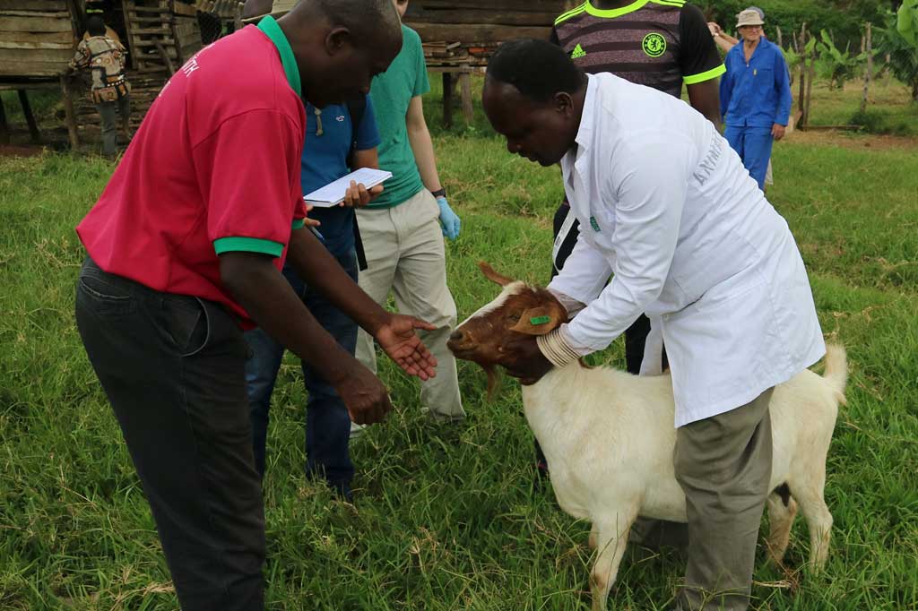 Goat Health Farmer Field School Training of Trainers